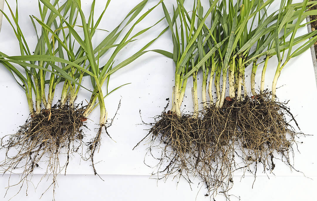 Фосфорное питание озимой пшеницы