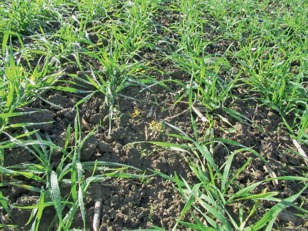 Осень — время чистоты