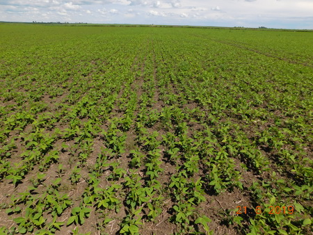 В 2021 году защитим сою <span class=