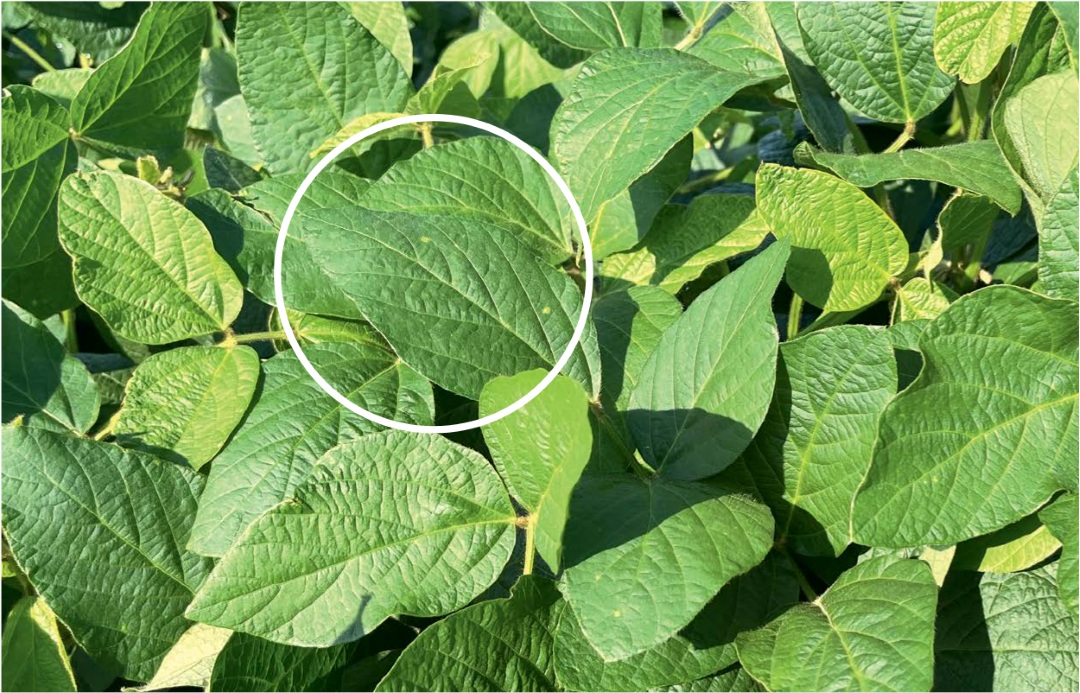 Ланцея, твой выход!