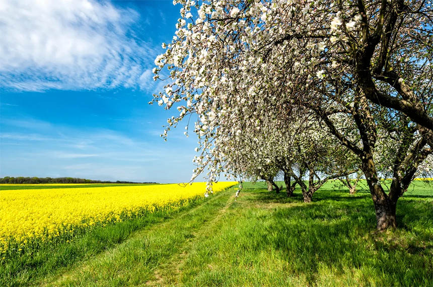 Специалисты «Августа» оценили, как аномальный май-2021 повлиял на посевы