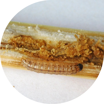 Кукурузный (стеблевой) мотылек