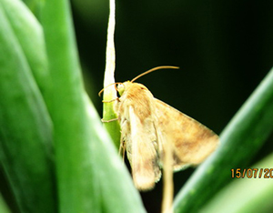 Хлопковая совка