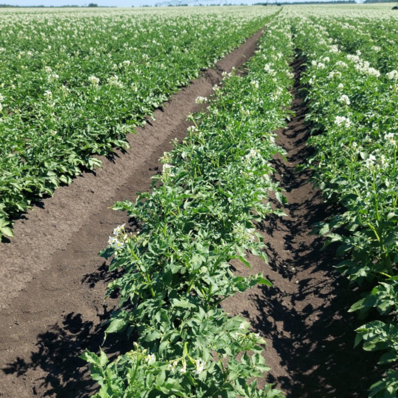 Долой сорняки!