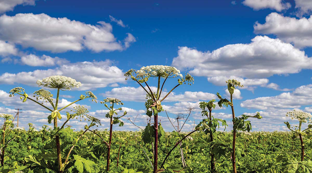 Современные методики способны сократить расходы на борьбу с борщевиком в несколько раз