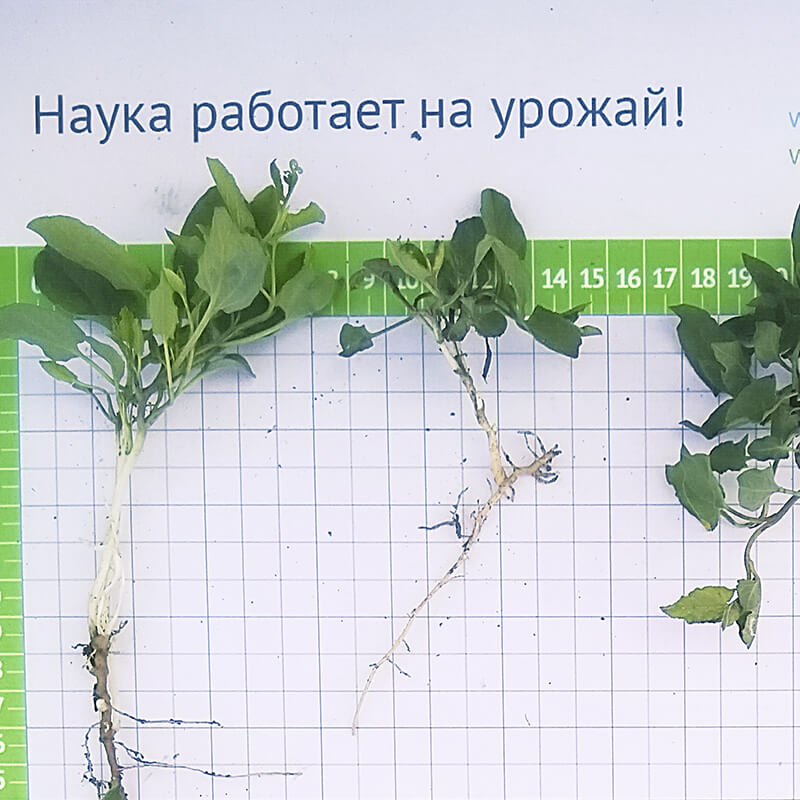 Новинка: гербицид НордСтрим®