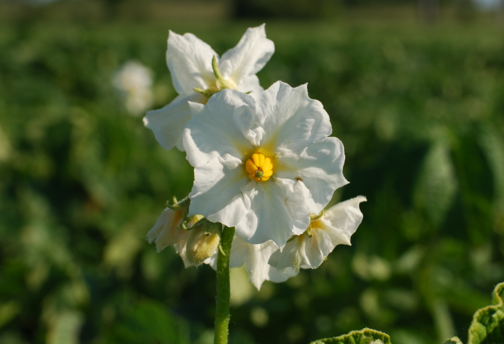 Астраханский картофель под защитой «Августа»