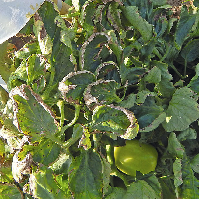 Интрада и Мамба