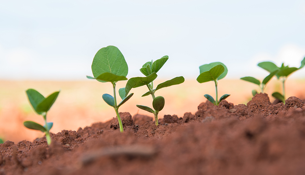 Опыты по защите сои в Самарской области