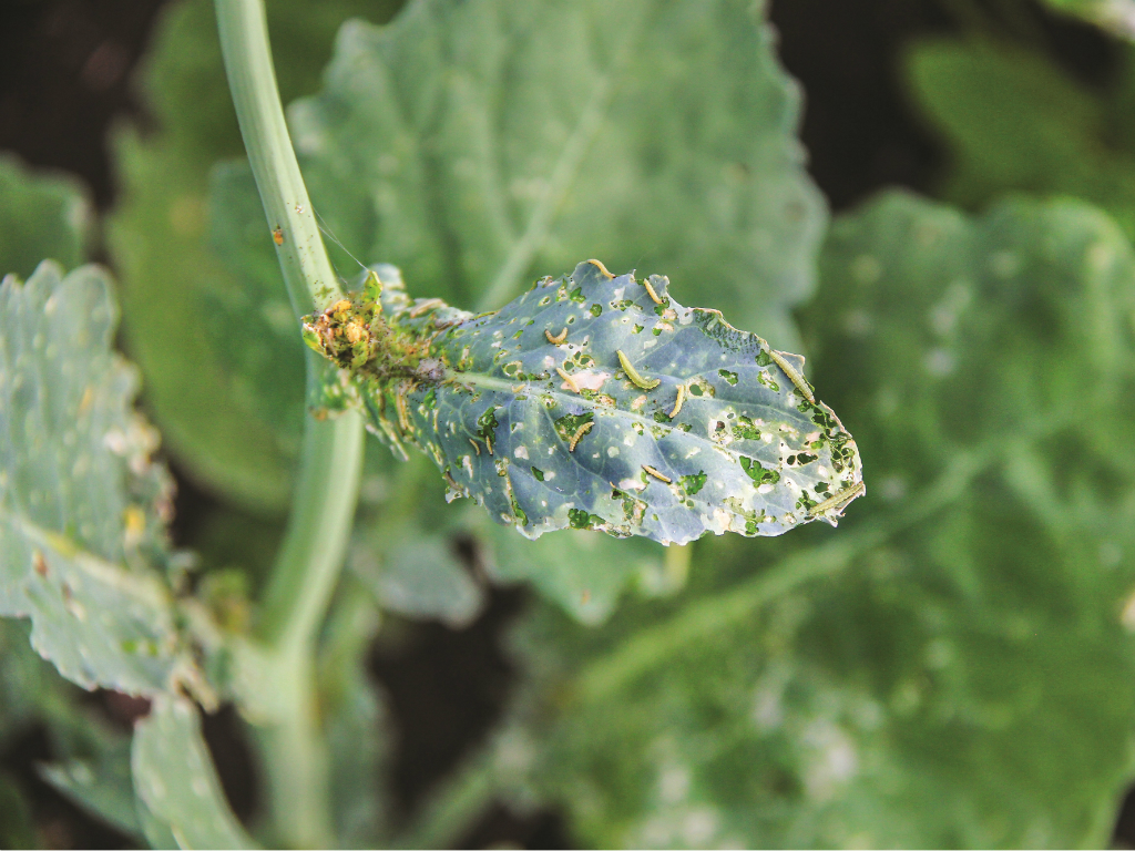 Внимание, капустная моль! 