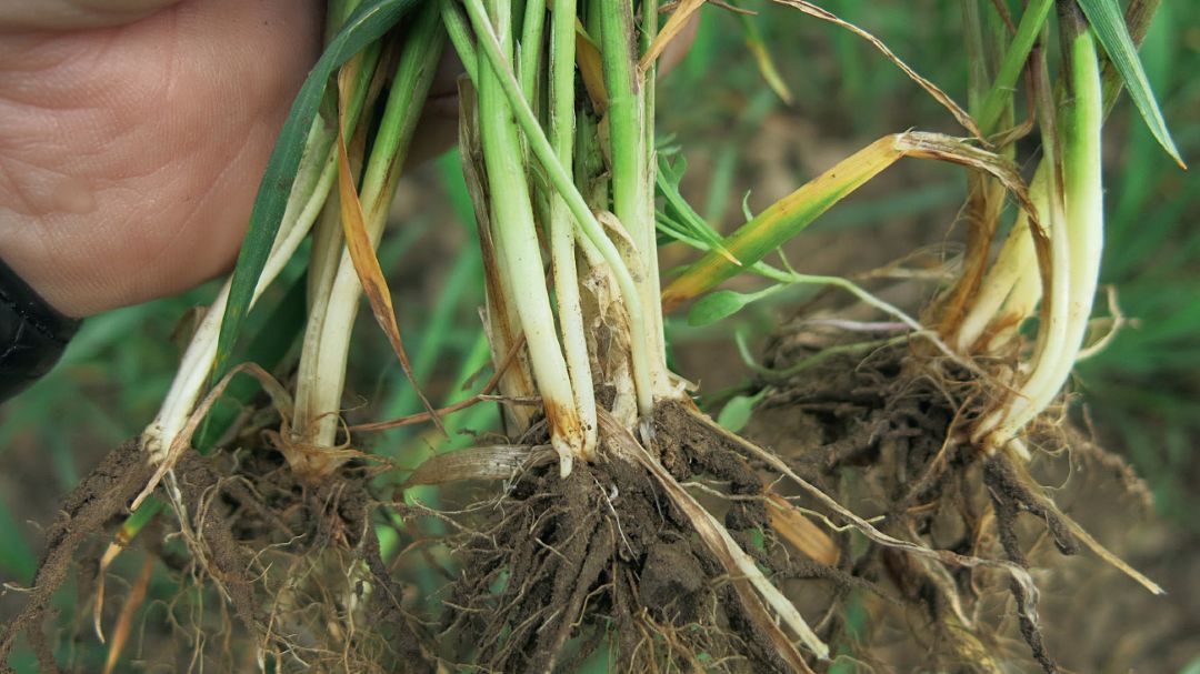 Как защитить пшеницу от корневых и прикорневых гнилей?