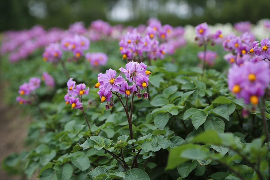 Новый фунгицид «Августа»