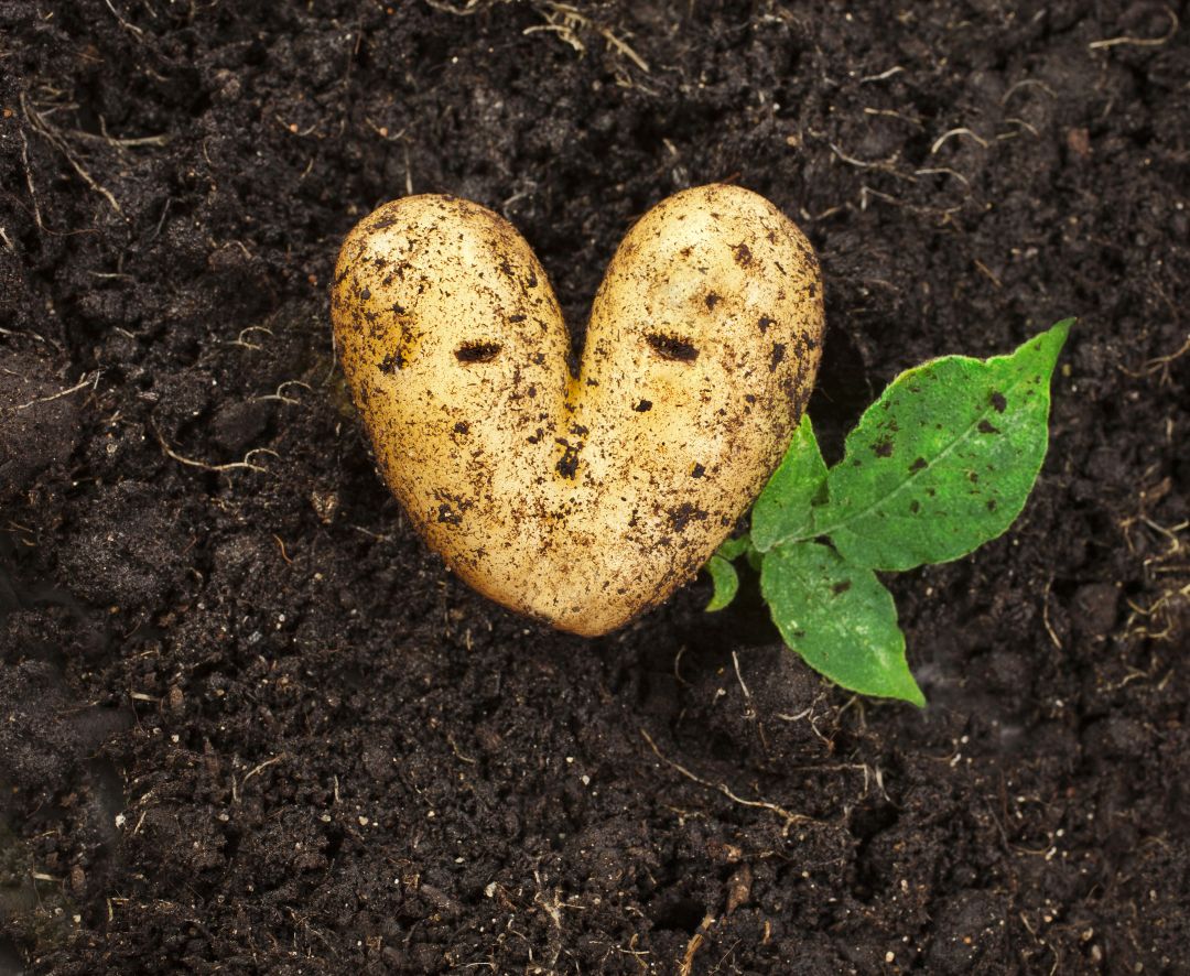 МатринБио – первый препарат «Августа» для органического земледелия