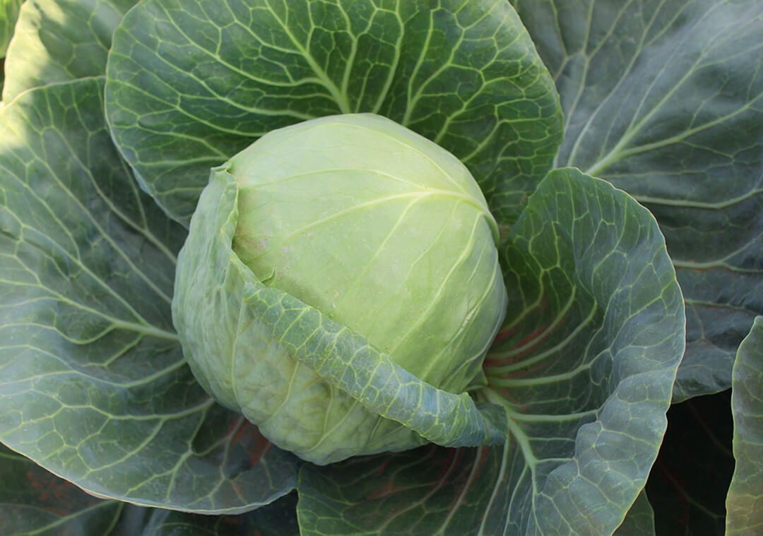 Защита овощей