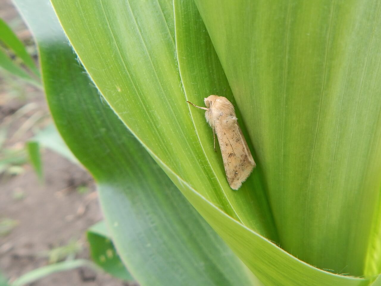 Эксперты «Августа» назвали самых активных вредителей сельхозкультур в 2022 году