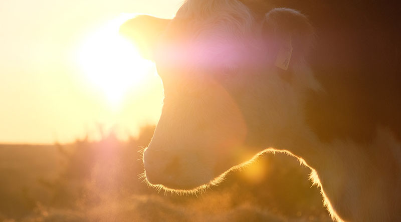 В составе «Агропроекта» компании «Август» появилась первая мясная ферма