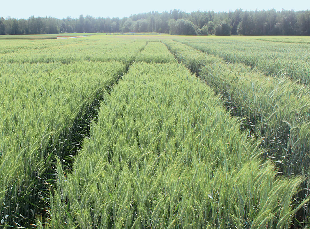 Перспективная тритикале