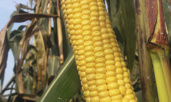 ССЦ «Отбор» предлагает