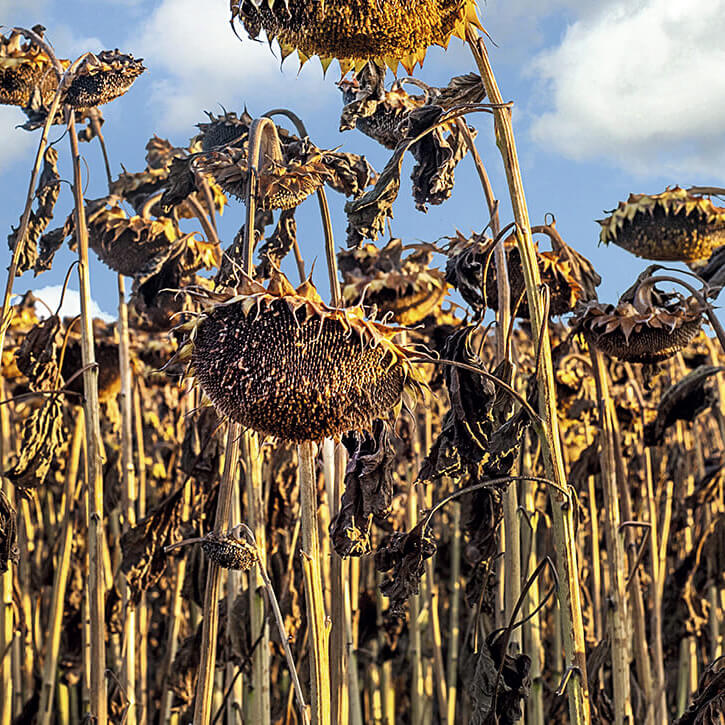 Что дает десикация?