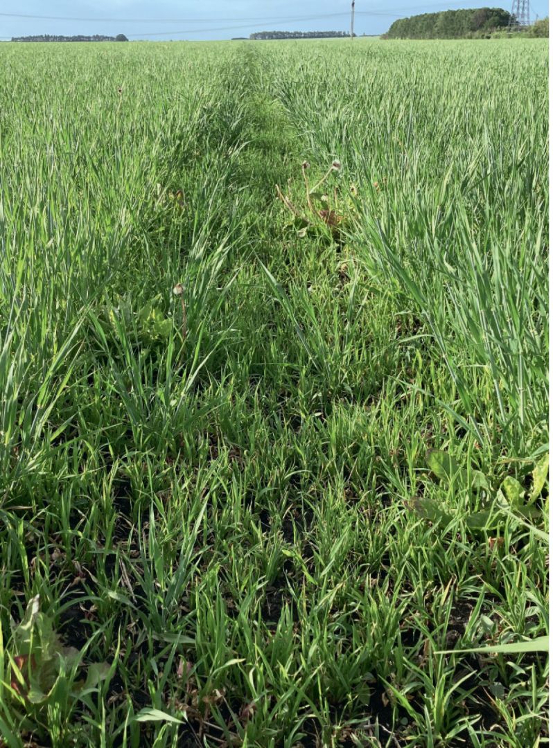 Очищение Стингреем