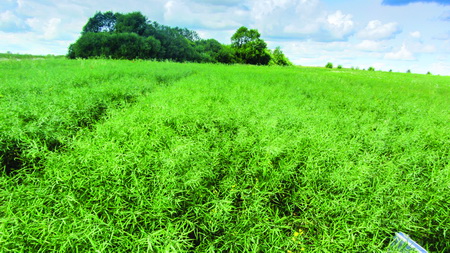 Эсток. После него на поле только рапс!