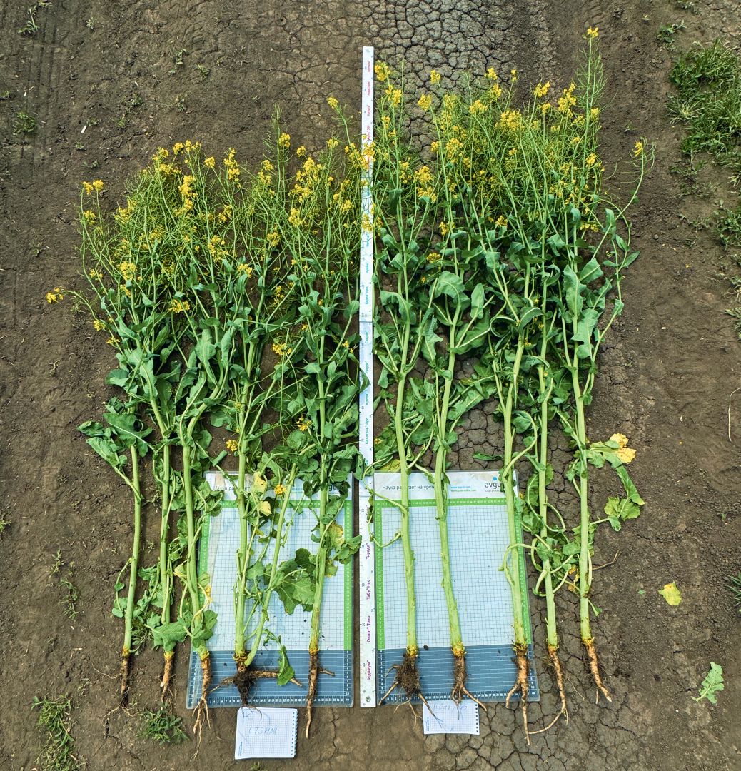 Сила рапса — в морфорегуляторах