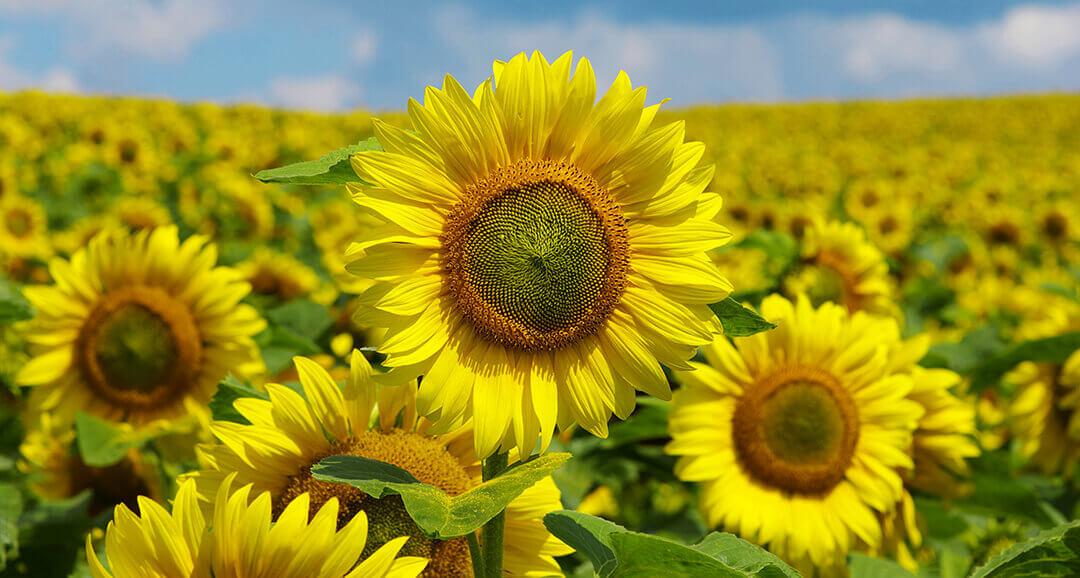 Новинка для защиты гибридов подсолнечника, устойчивых к имидазолинонам, и сои