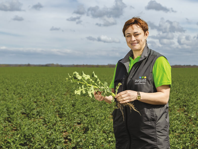 Как защитить озимый рапс?