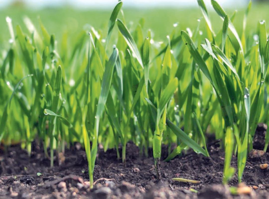 На старт, внимание… урожай!