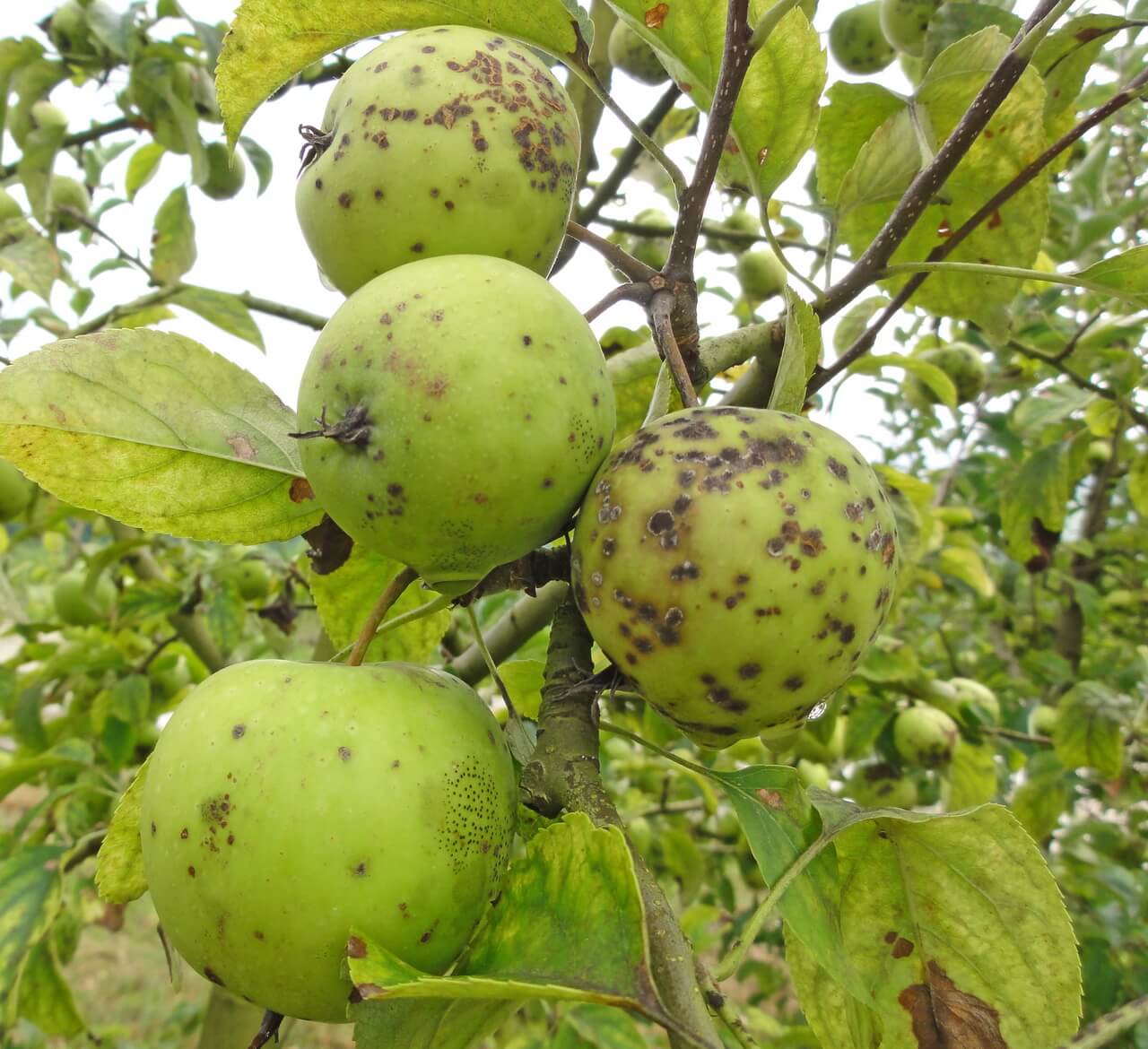 Парша яблони и груши