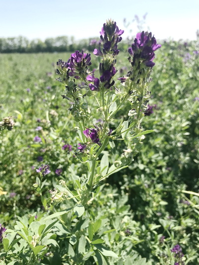 Как увеличить выход семян люцерны