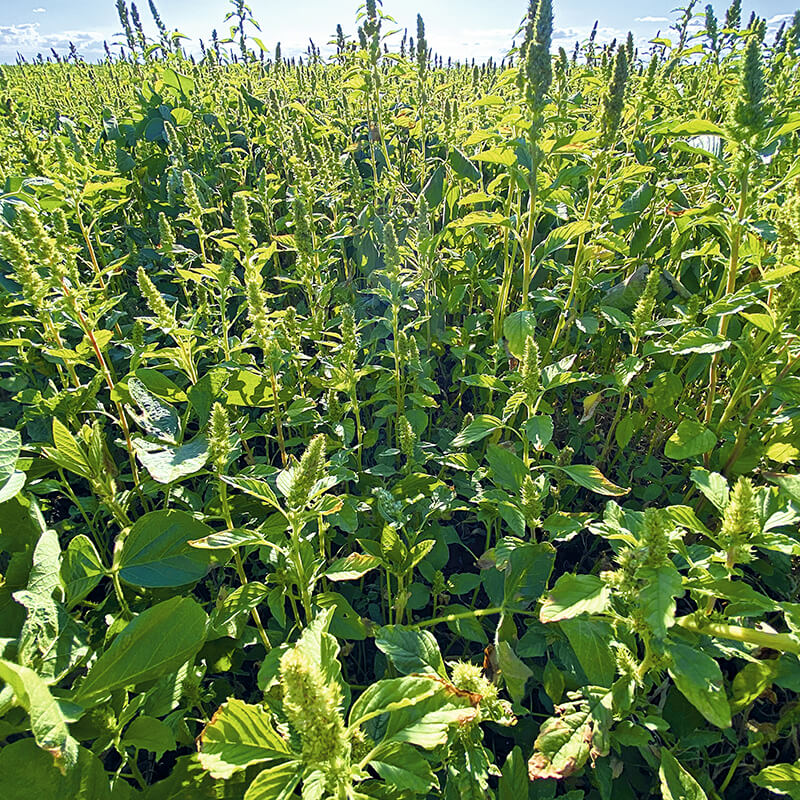 Когорта — новый «соевый» гербицид, у которого нет аналогов на российском рынке пестицидов