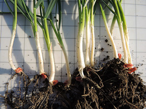 Хет-Трик — полная защита семян и всходов