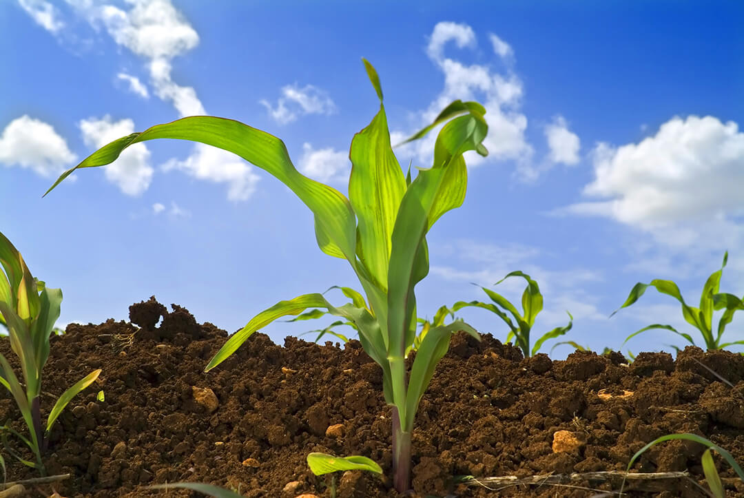 Расширение регистрации гербицида Хакер 300 