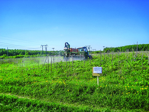 Убрать борщевик раз и навсегда