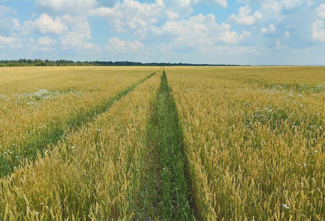 Раз, два, три — сорняк сгори!