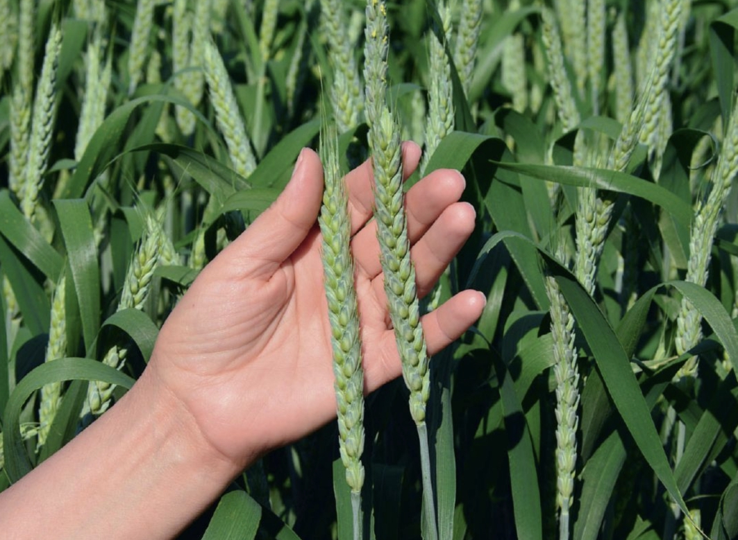 Правила семеноводства