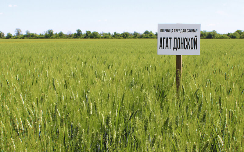 Сорта твердой озимой пшеницы