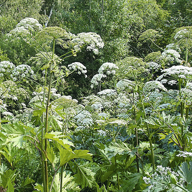 Как убрать борщевик навсегда