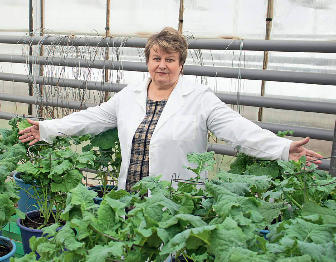 Белорусский рапс. Селекция