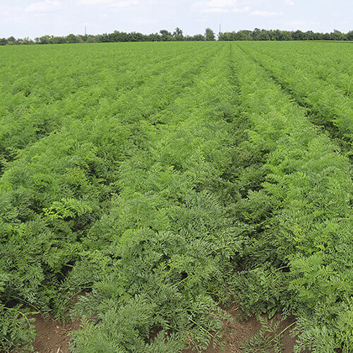 Весенняя защита овощных