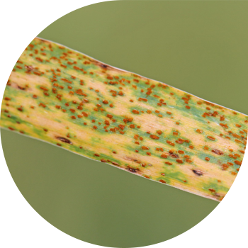 Бурая листовая ржавчина пшеницы
