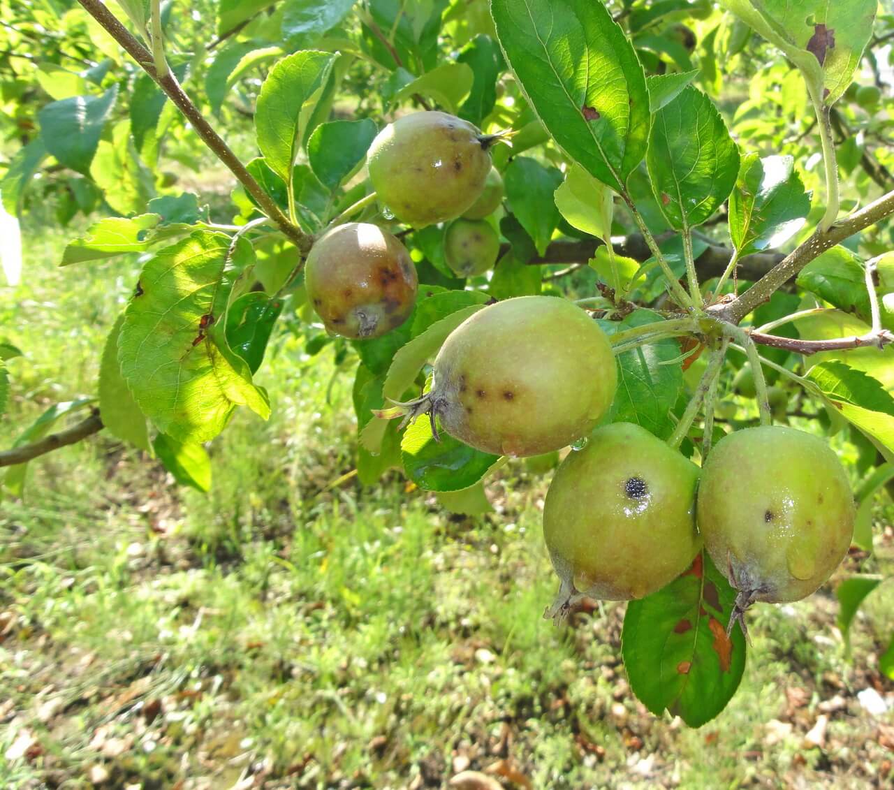 Парша яблони и груши