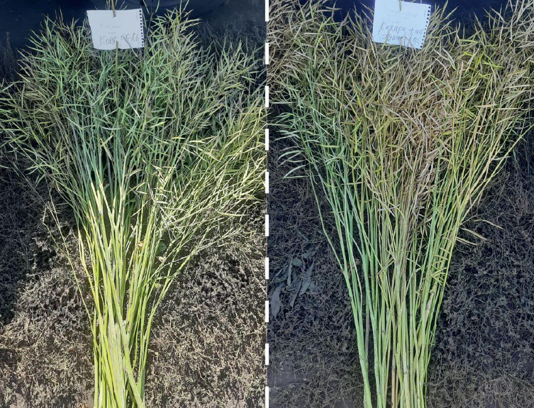 К уборке готовы!