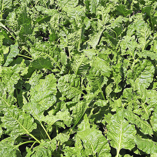 Сохраним свеклу здоровой