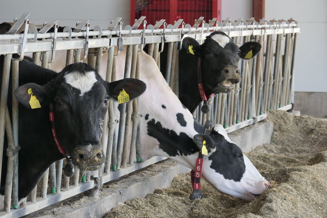 «Август-Агро» будет выращивать племенных нетелей голштинской породы и телят для откорма